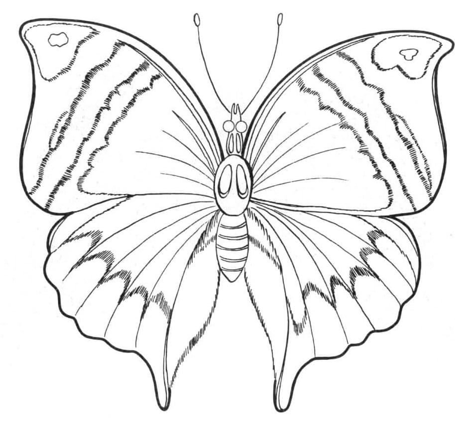 Omalovánka Normální motýl
