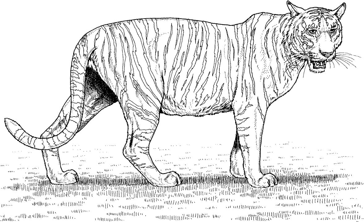 Normální tygr omalovánka