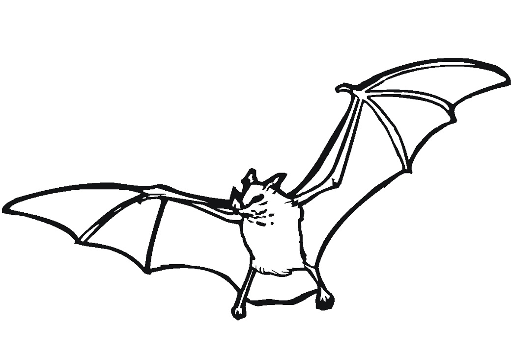 Normální netopýr omalovánka