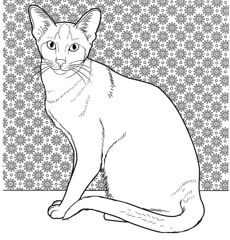 Orientální siamská kočka omalovánka