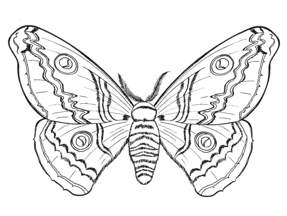 Realistický motýl omalovánka