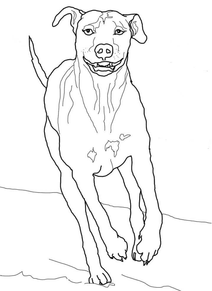 Rhodéský chocholatý pes omalovánka