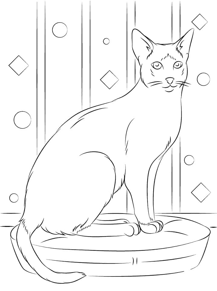 Siamská kočka omalovánka