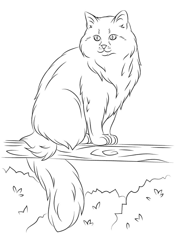 Sibiřská kočka omalovánka