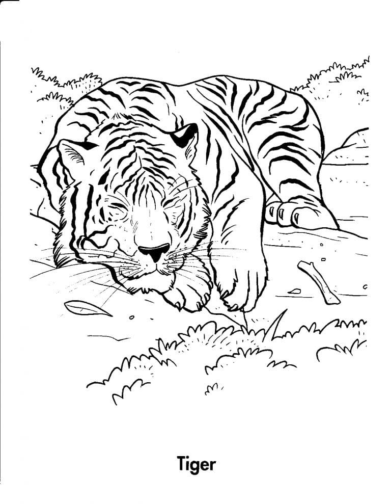 Spící tygr omalovánka