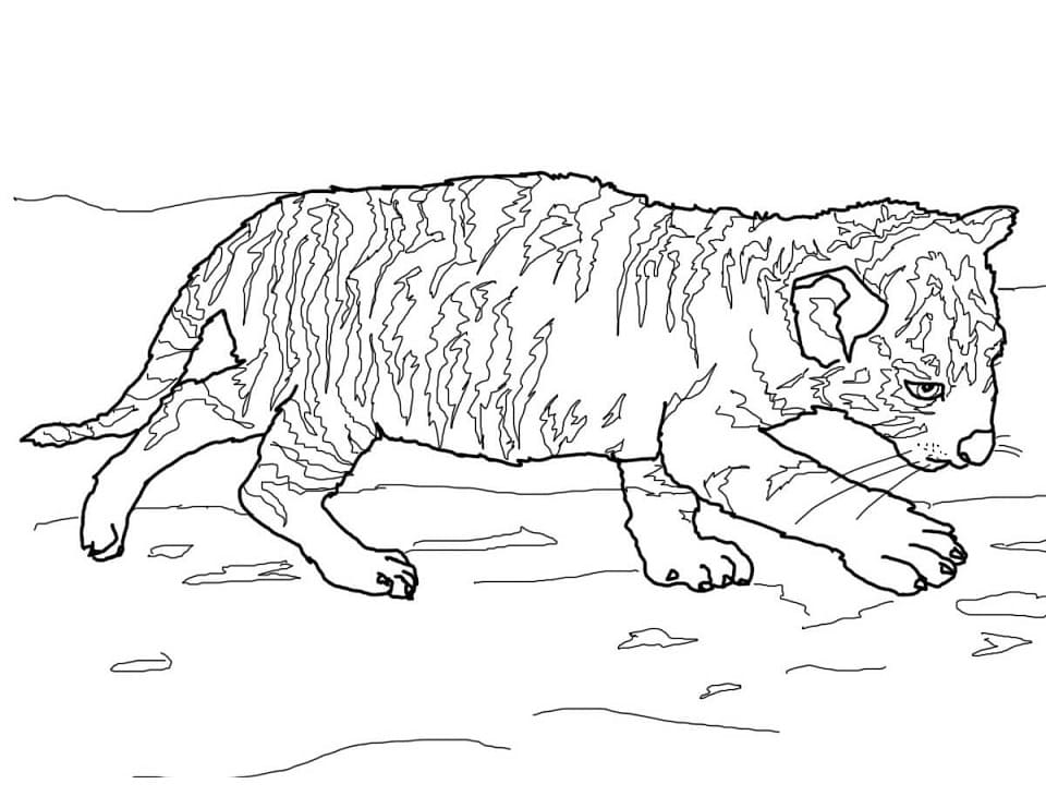 Tygří mládě omalovánka