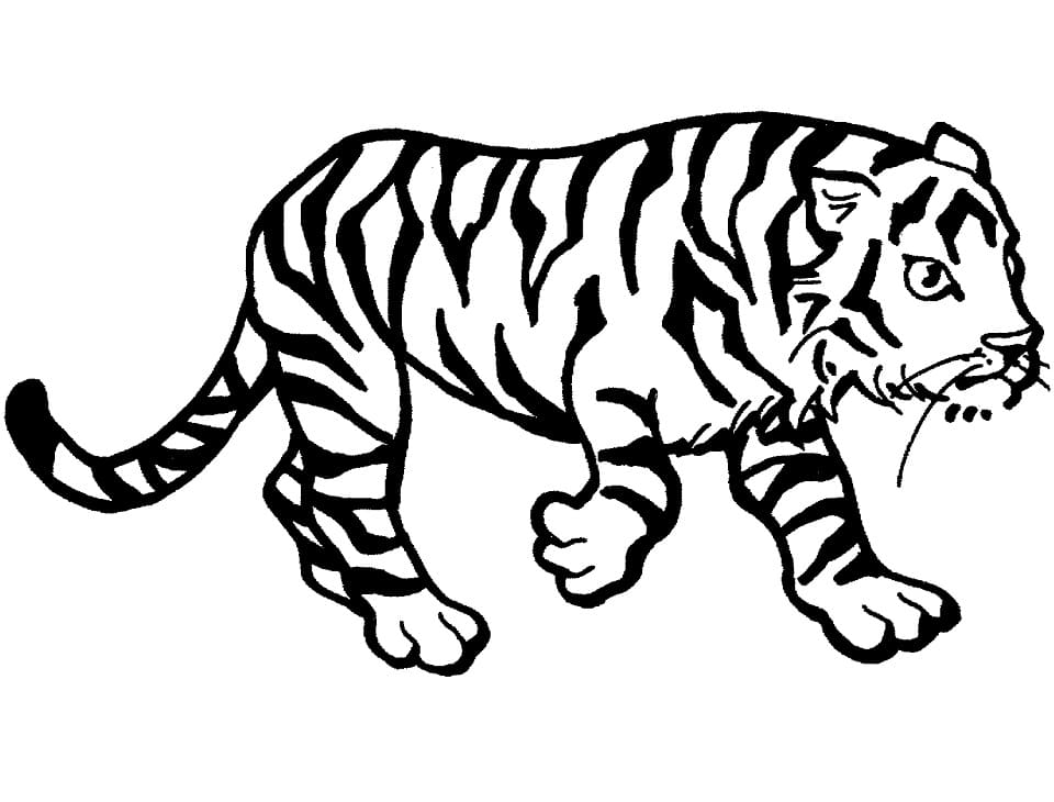 Omalovánka Tygr chodí