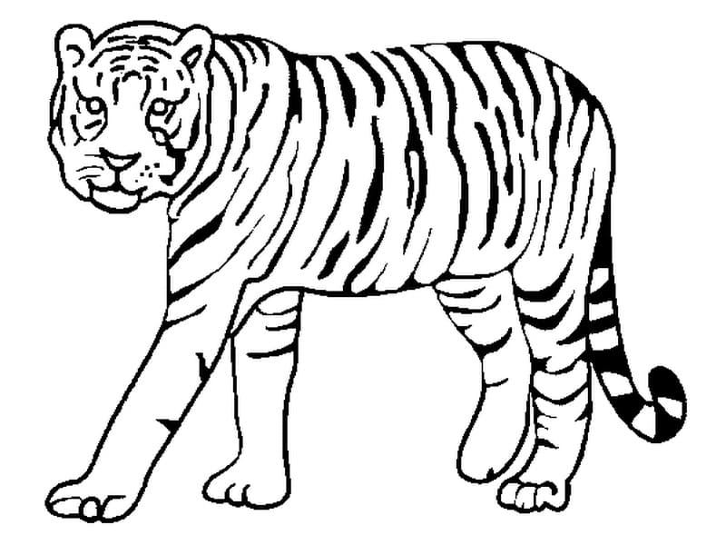 Omalovánka Tygr do barvy