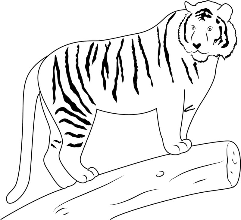 Omalovánka Tygr na větvi