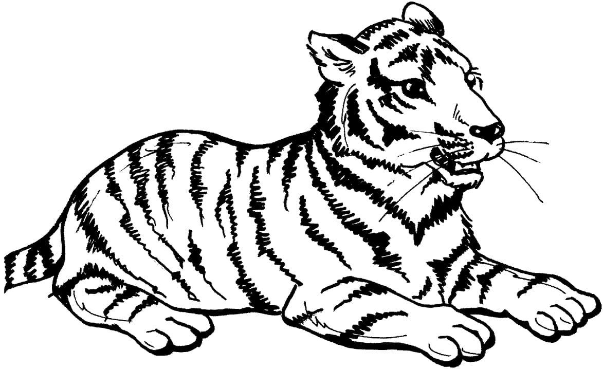 Omalovánka Tygr sedí
