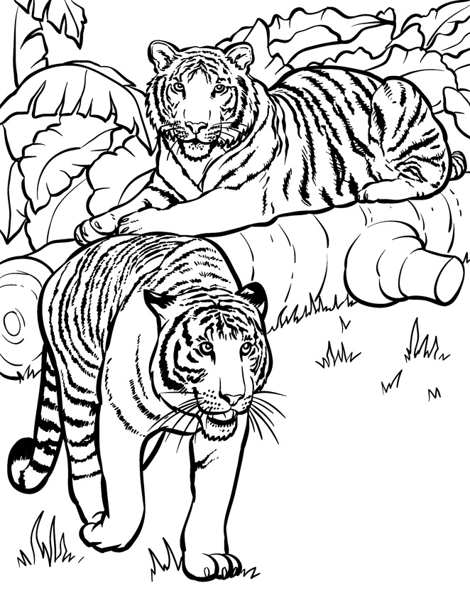 Tygr číslo 15 omalovánka