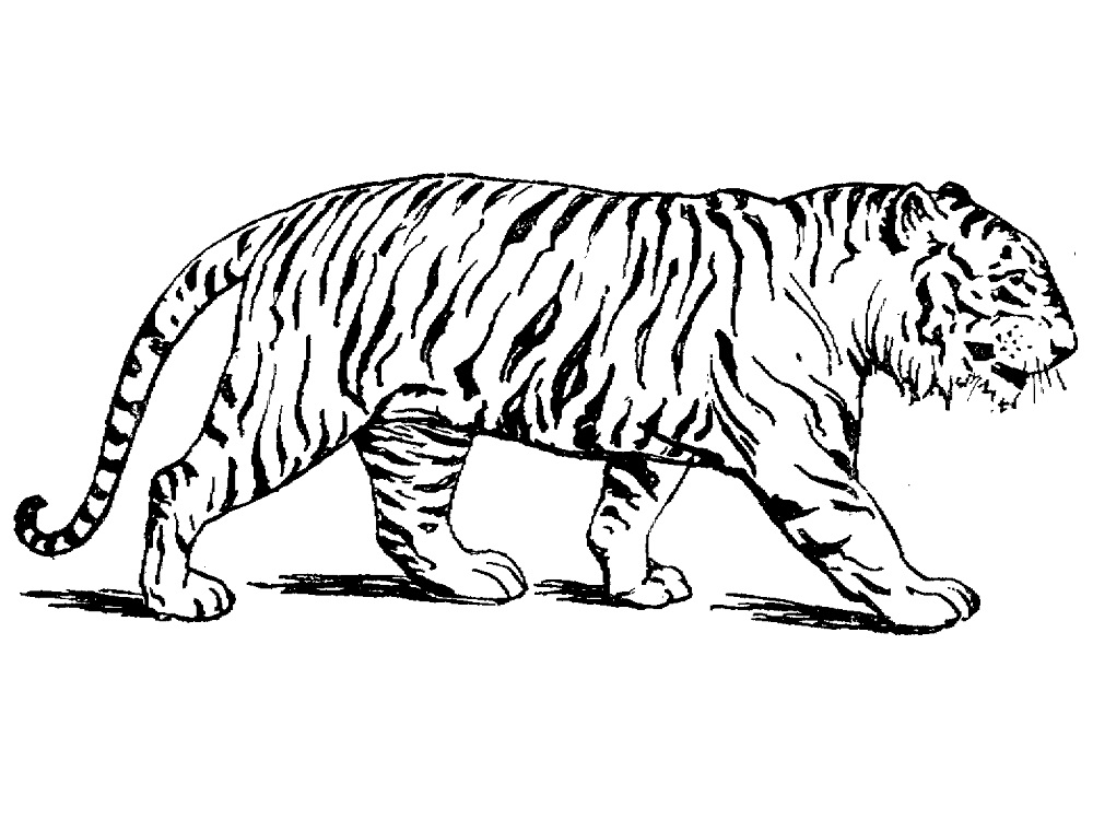 Tygr číslo 19 omalovánka