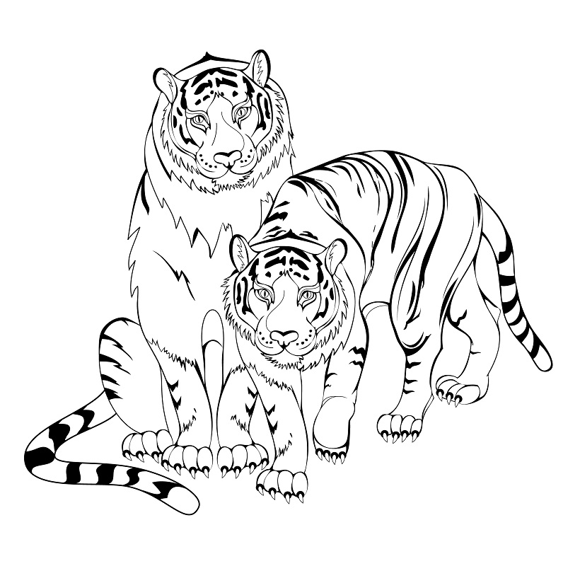 Tygr číslo 25 omalovánka