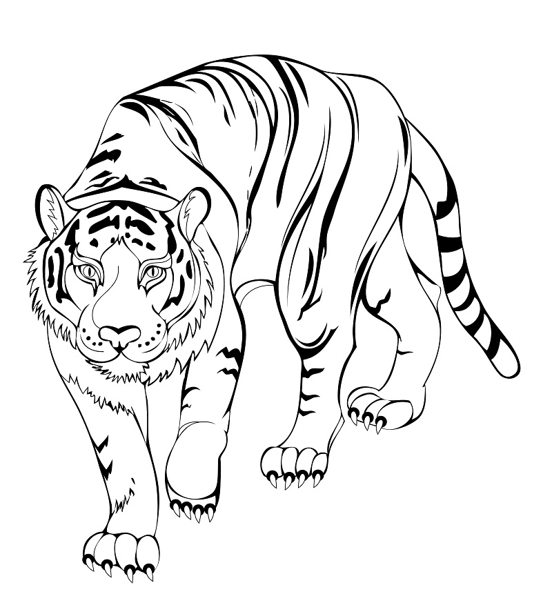 Tygr číslo 26 omalovánka