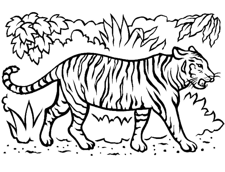 Omalovánka Tygr v džungli