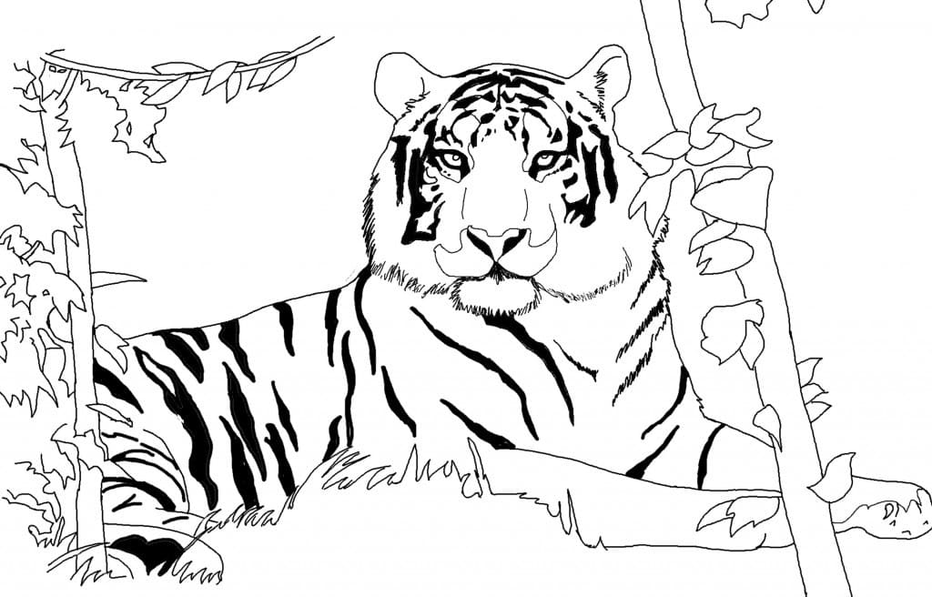 Omalovánka Tygr v divočině