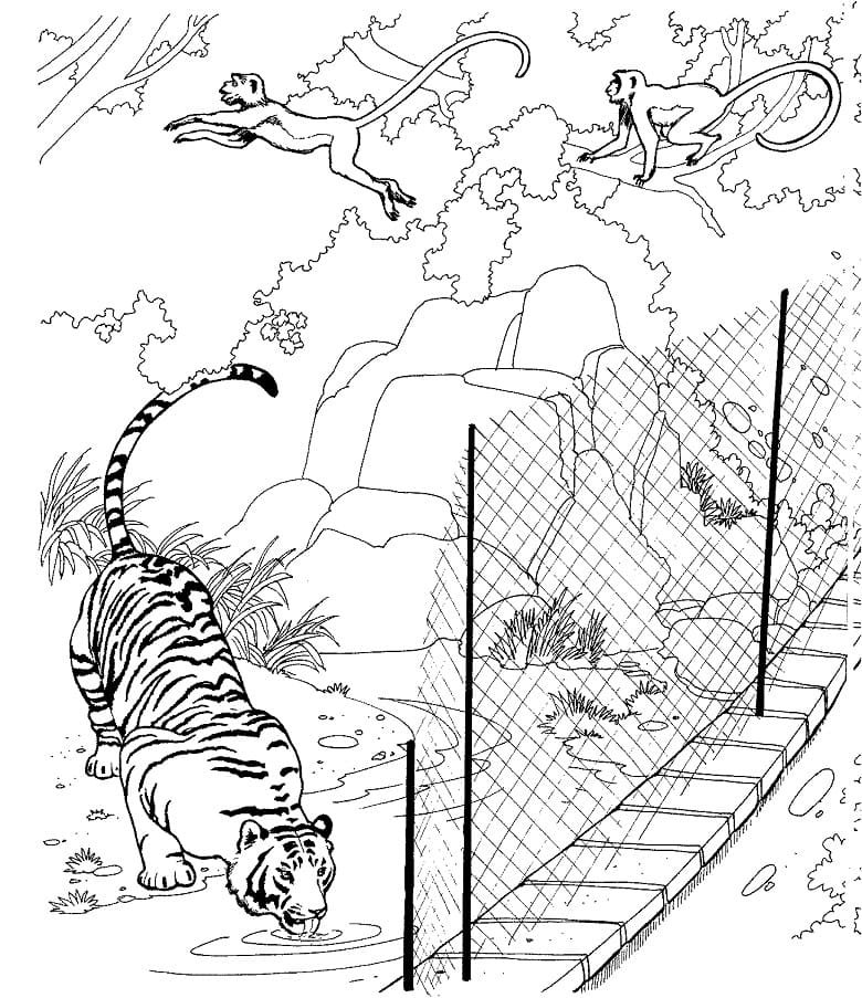 Omalovánka Tygr v zoo