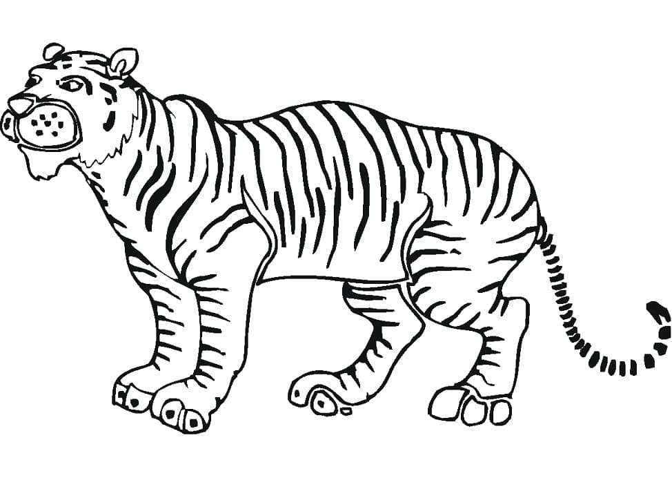 Tygr omalovánka