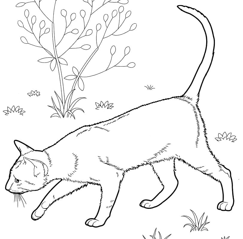 Východní krátkosrstá kočka omalovánka