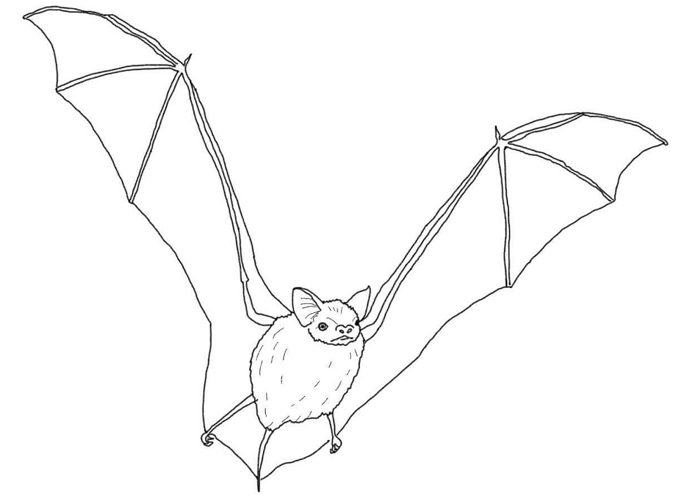 Velký hnědý netopýr omalovánka