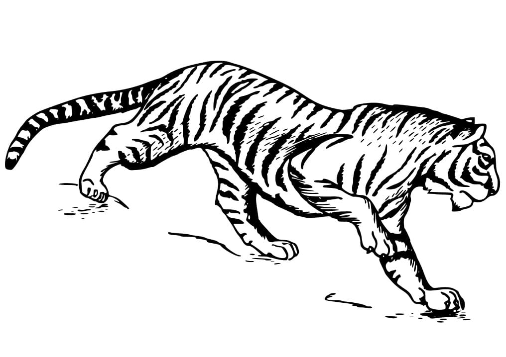 Volný tygr omalovánka