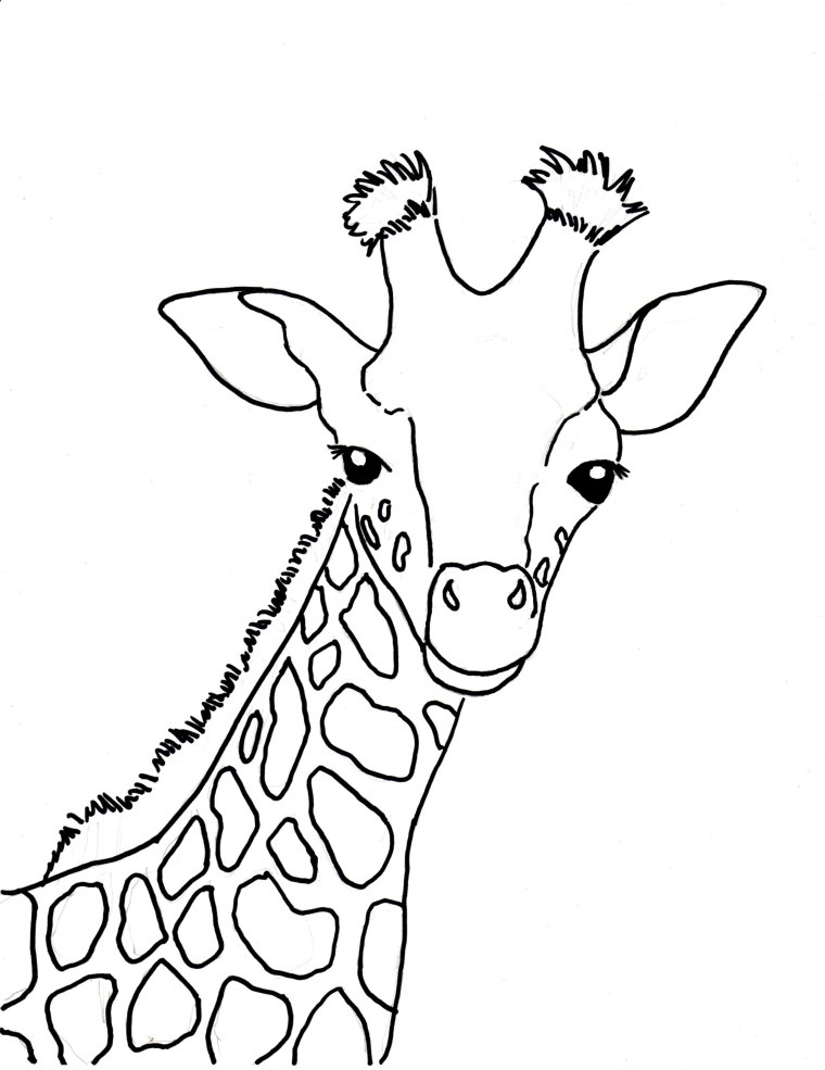 Žirafa 12 omalovánka