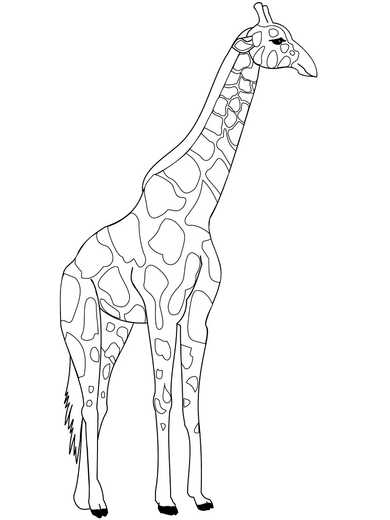 Žirafa 17 omalovánka