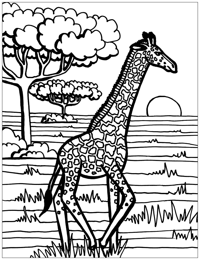 Žirafa 19 omalovánka