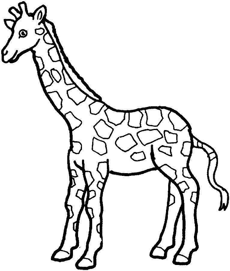 Žirafa 20 omalovánka