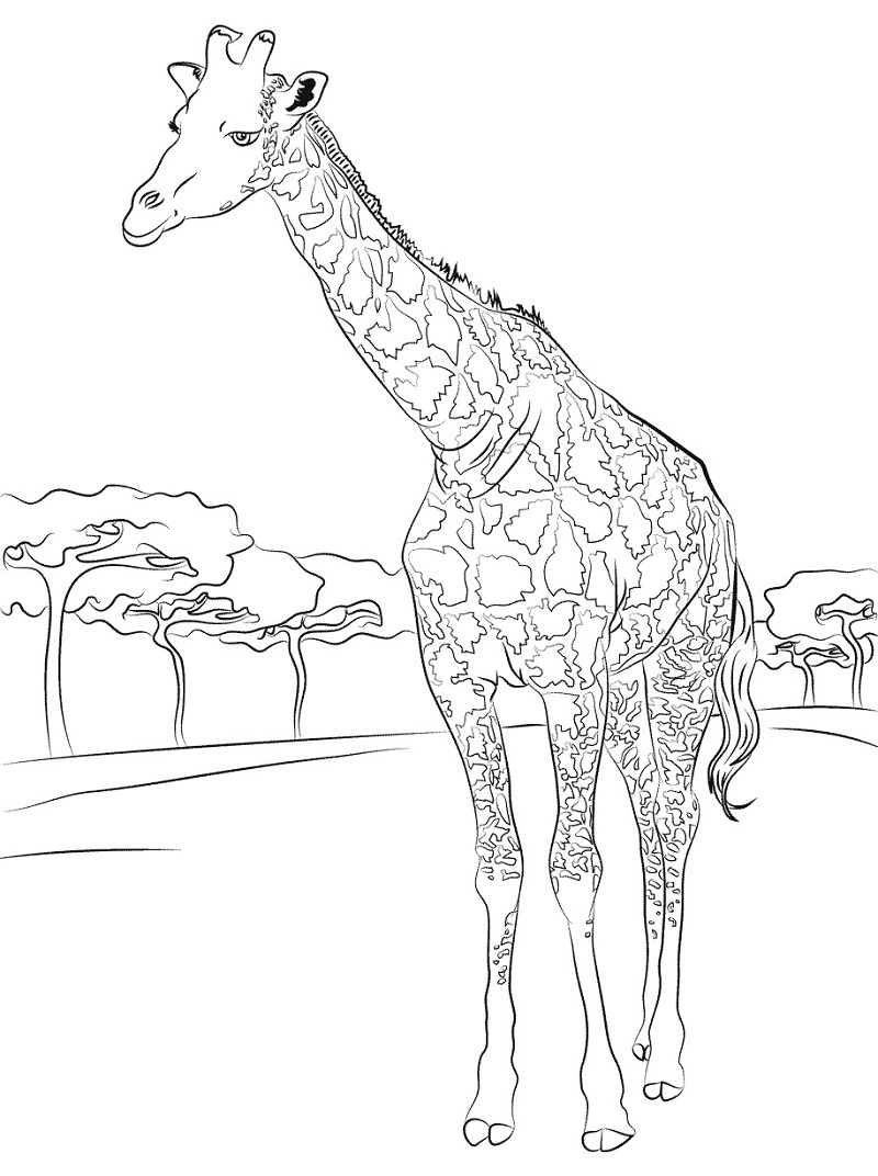 Žirafa 21 omalovánka