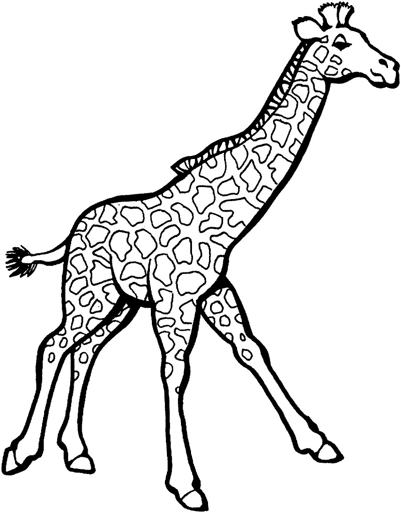 Žirafa 23 omalovánka