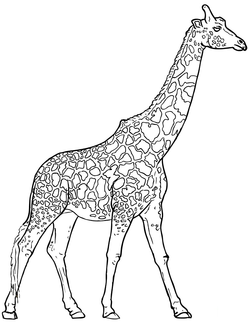 Žirafa 24 omalovánka