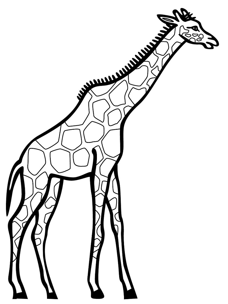Žirafa 27 omalovánka
