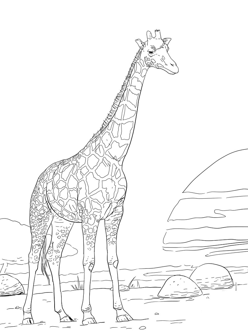 Žirafa 29 omalovánka