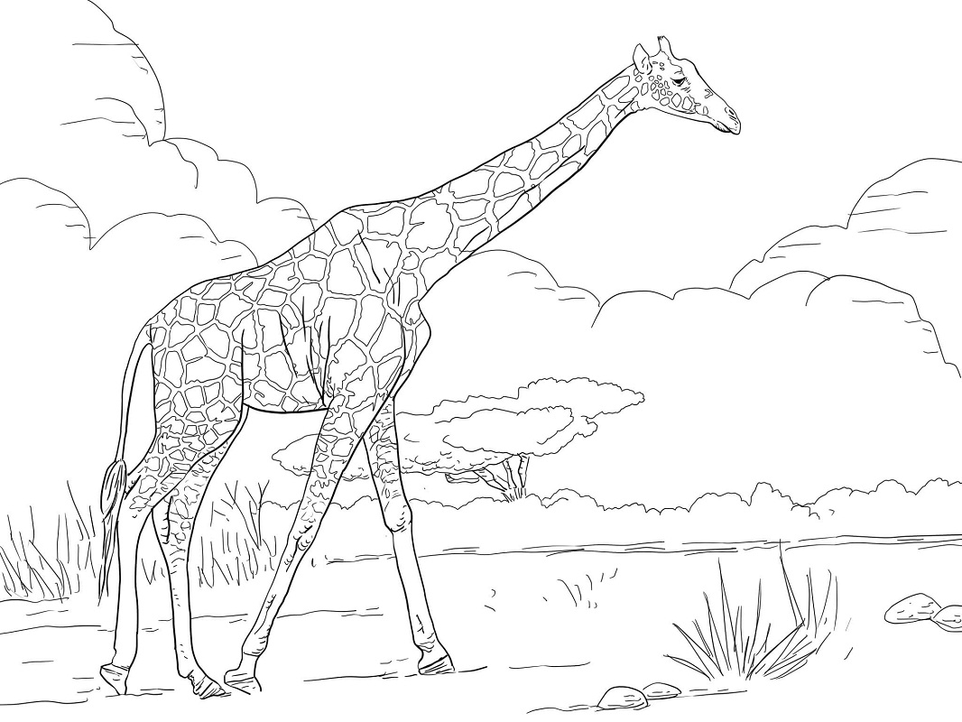 Žirafa omalovánky