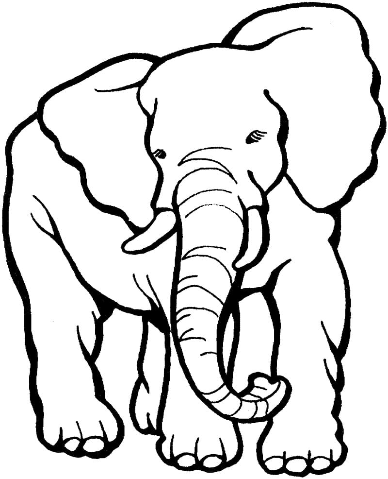 Normal Elephant coloring page omalovánka
