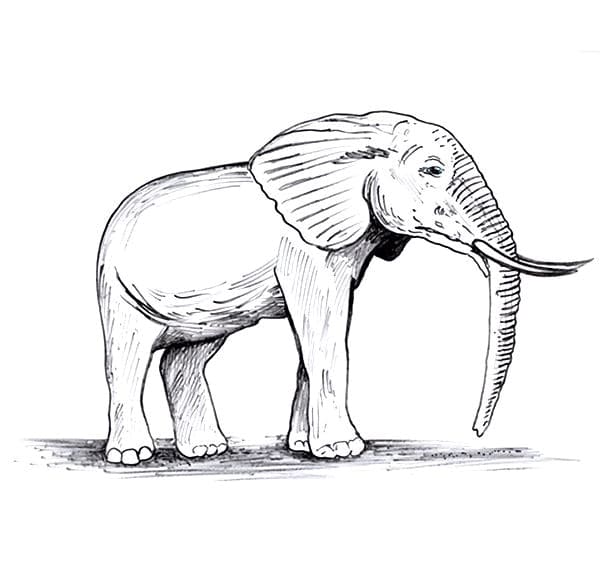 Old Elephant coloring page omalovánka