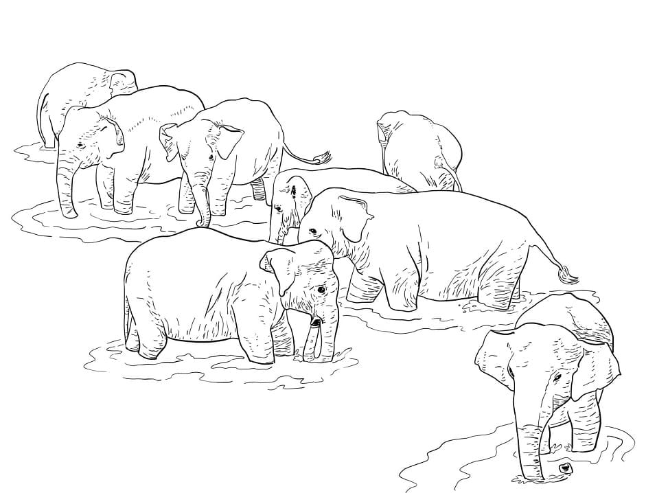 Shri Lanka Elephants coloring page omalovánka