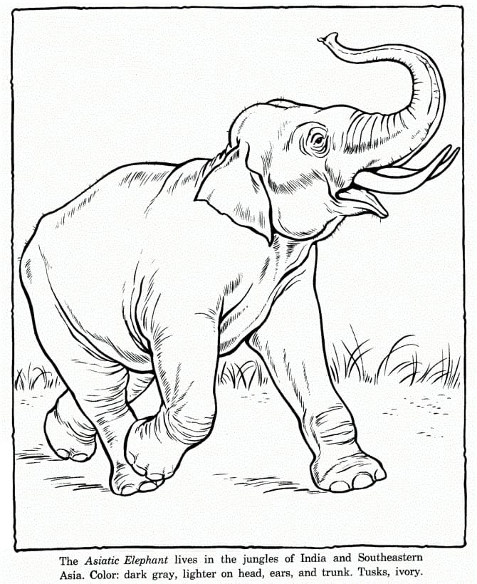 Slon omalovánky