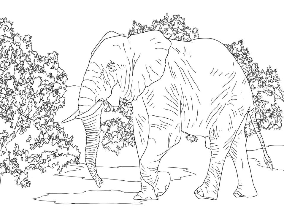Africký lesní slon 1 omalovánka