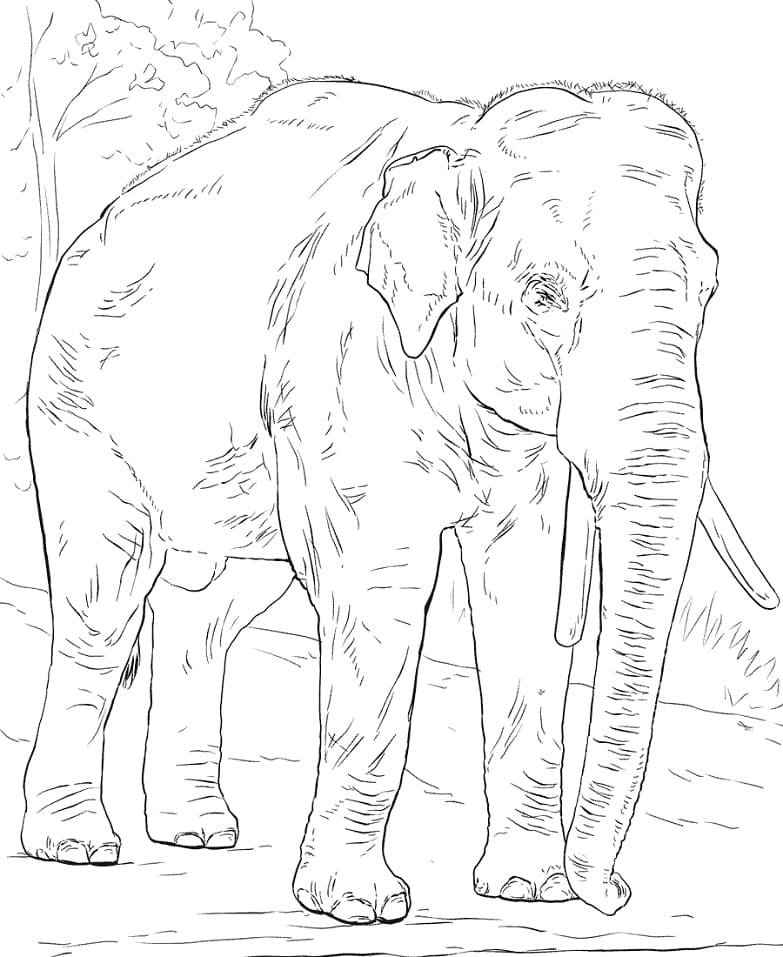 Asijský slon omalovánka