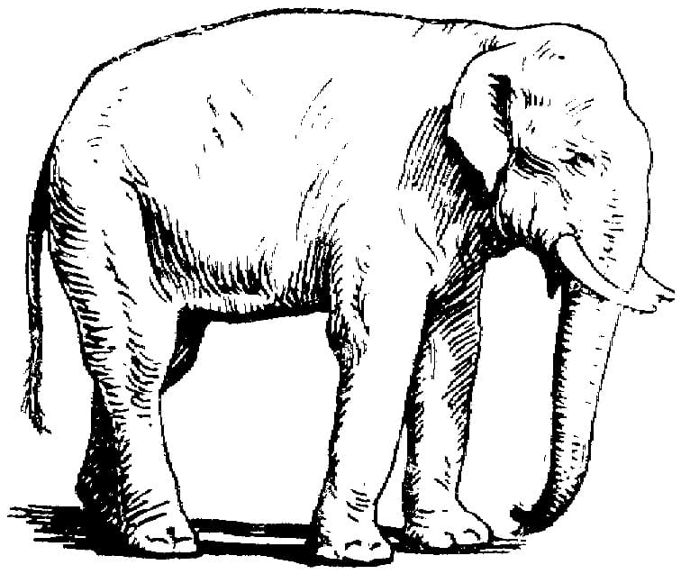 Asijský slon omalovánka