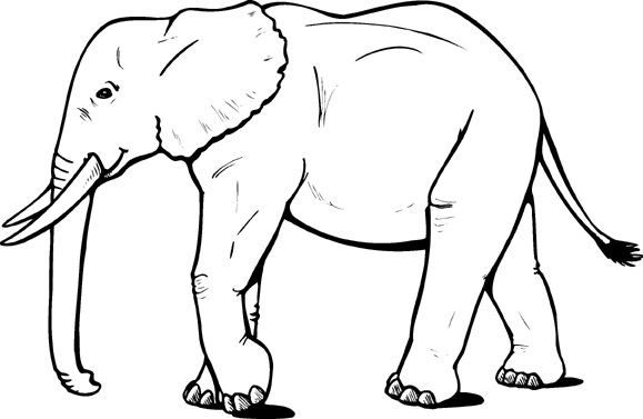 Slon 10 omalovánka