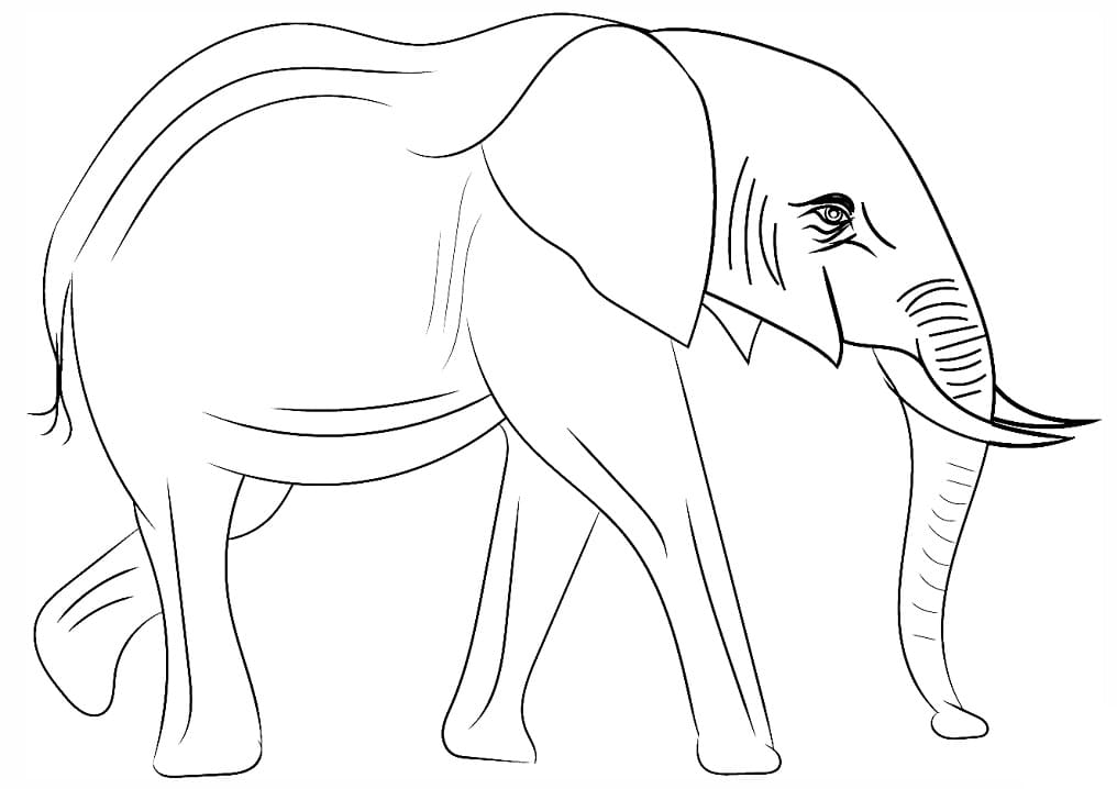 Slon africký omalovánka