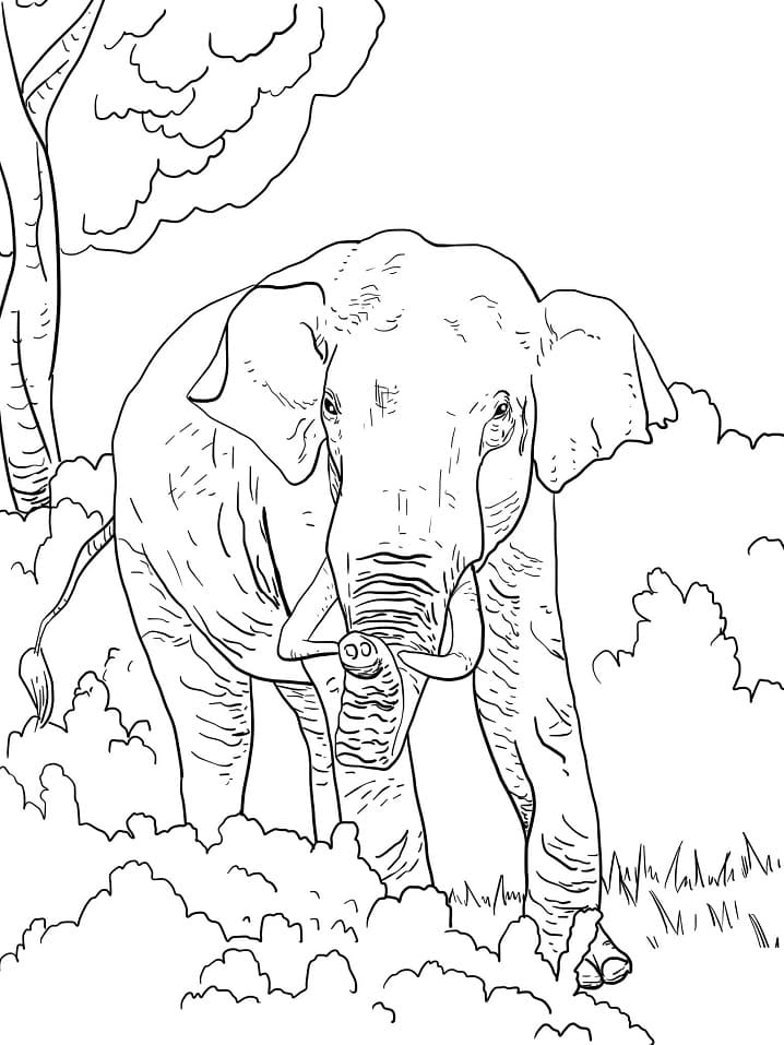 Slon indický omalovánka