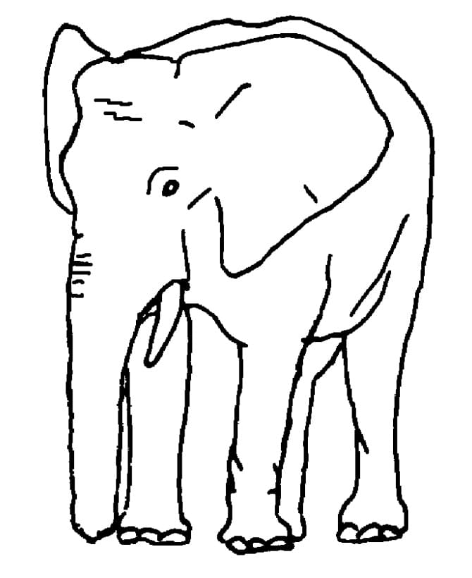 Slon k tisku omalovánka