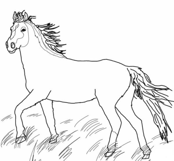 Kůň cválá trávou omalovánka