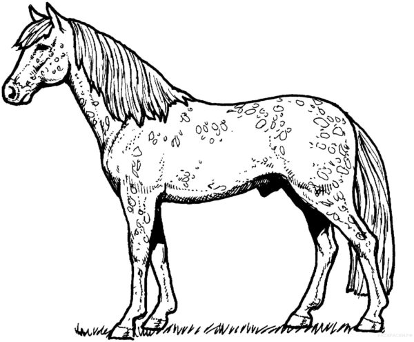 Kůň na výstavě omalovánka
