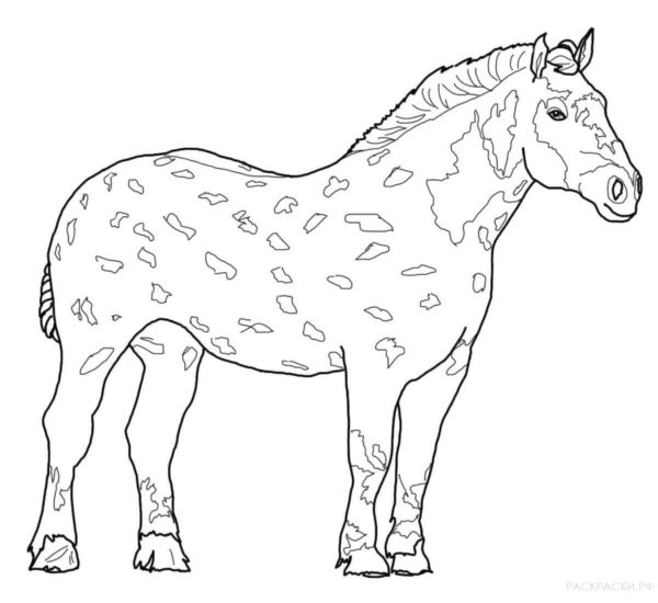 Omalovánka Plnokrevný kůň