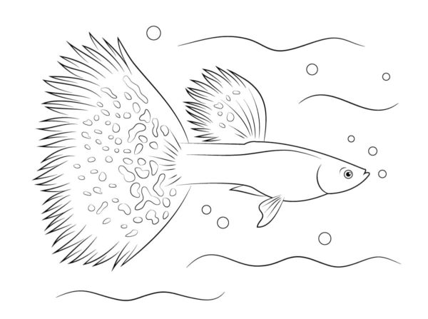 Guppy ryba s neobvyklým huňatým ocasem omalovánka